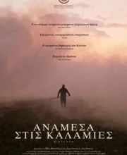 ΑΝΑΜΕΣΑ ΣΤΙΣ ΚΑΛΑΜΙΕΣ