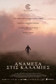 ΑΝΑΜΕΣΑ ΣΤΙΣ ΚΑΛΑΜΙΕΣ